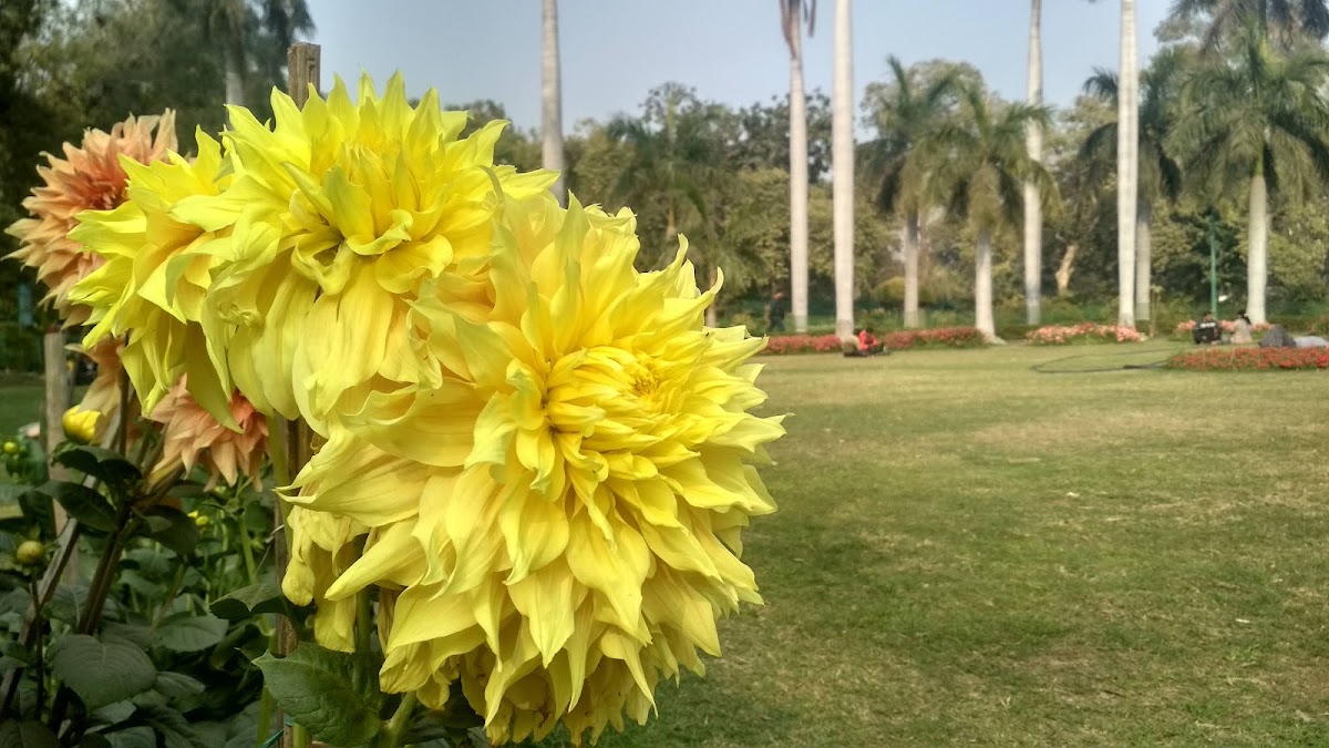 Buddha Garden photo 9