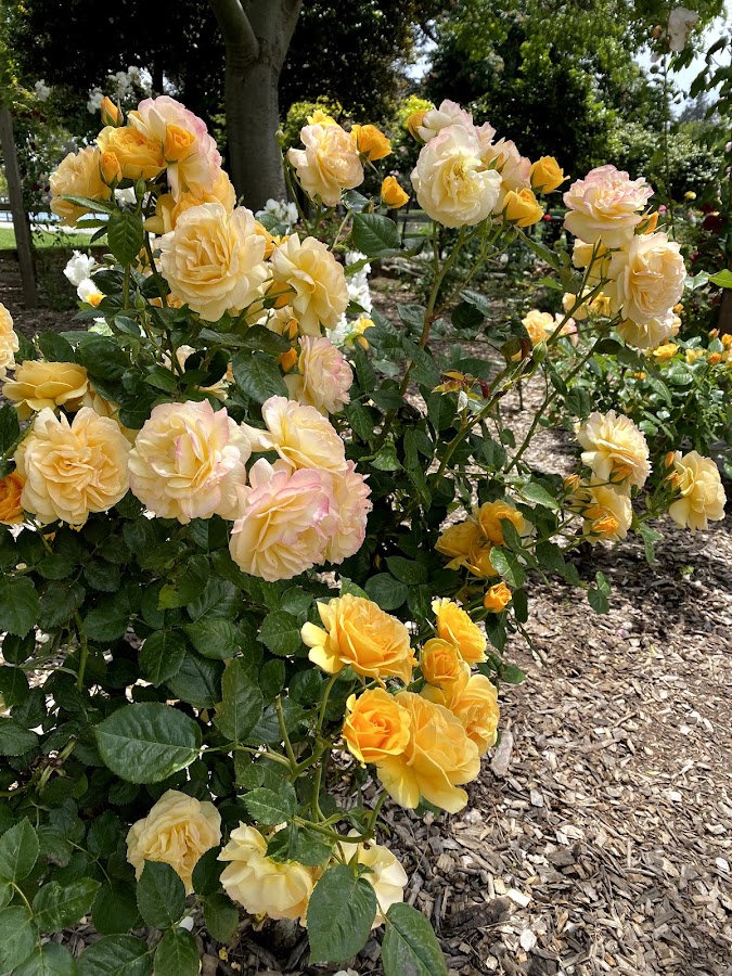 Washington Park photo 9