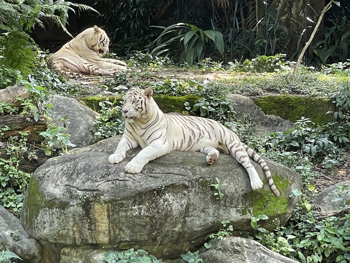 Singapore Zoo