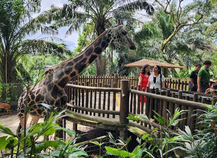 Singapore Zoo photo 3