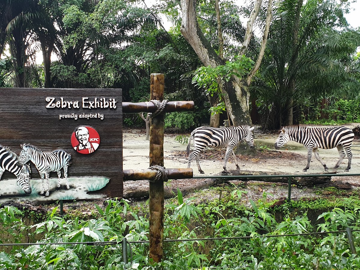 Singapore Zoo photo 4