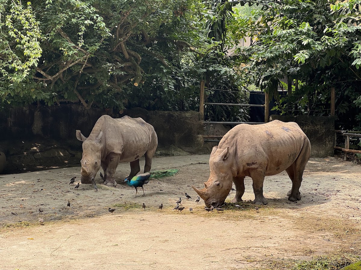 Singapore Zoo photo 6
