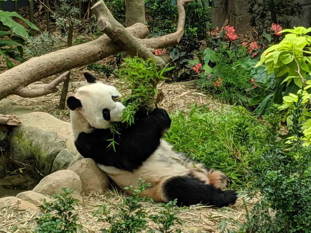 Singapore Zoo photo 8