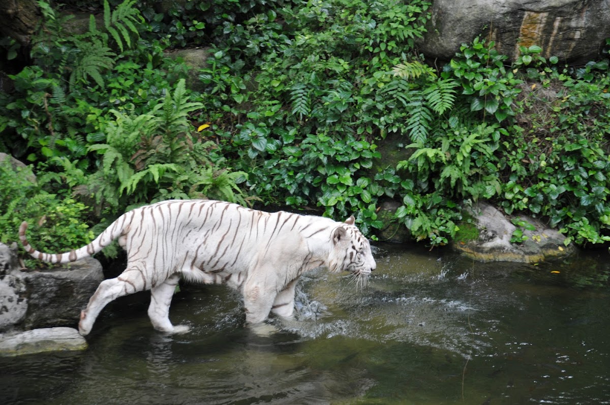 Singapore Zoo photo 9