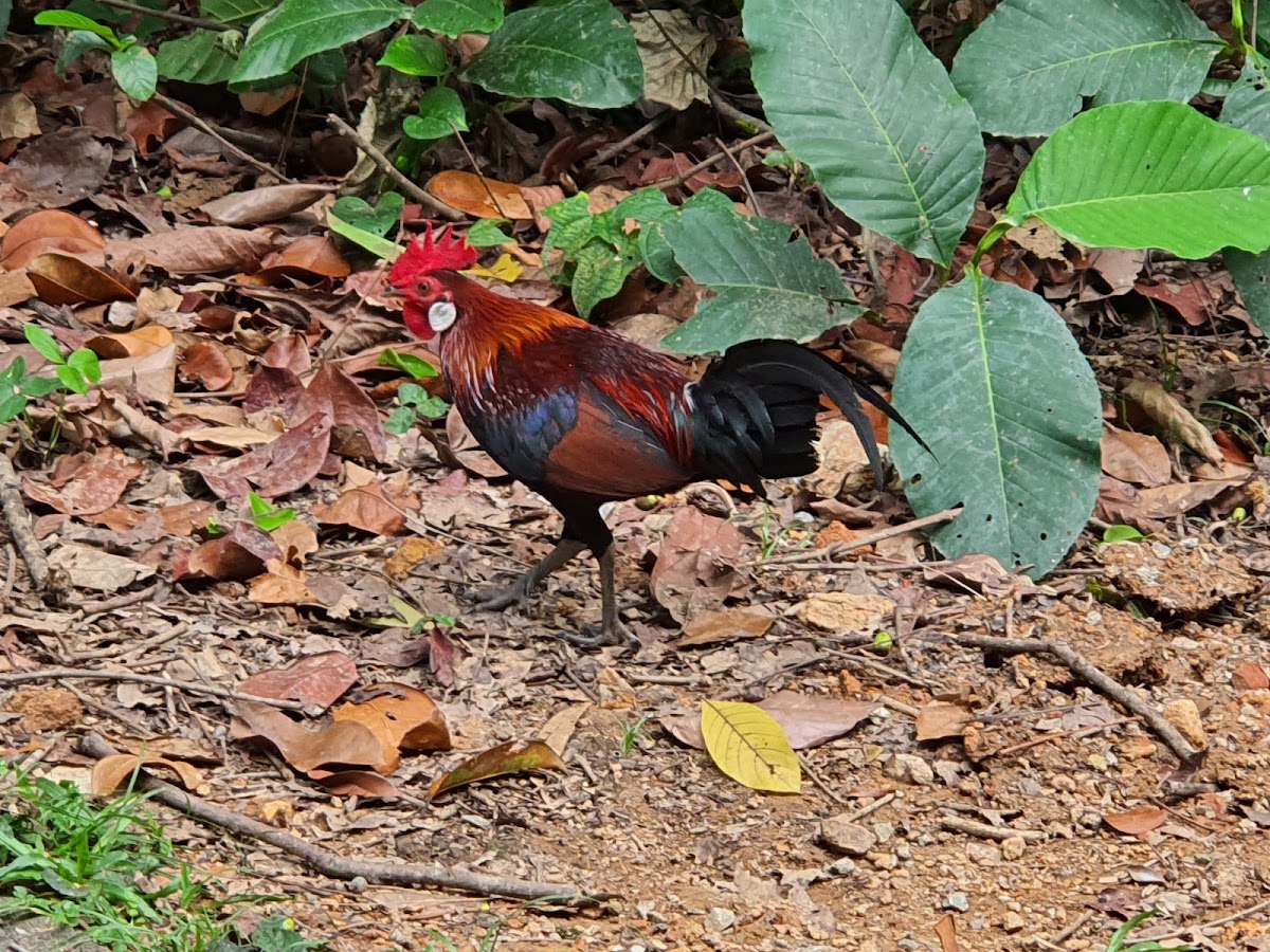 Bukit Batok Nature Park photo 6
