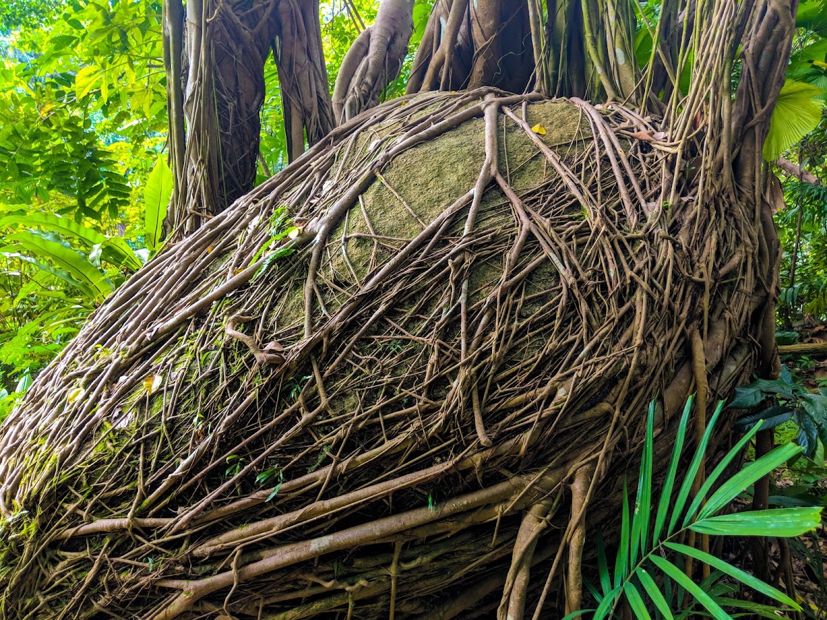 Bukit Batok Nature Park photo 7