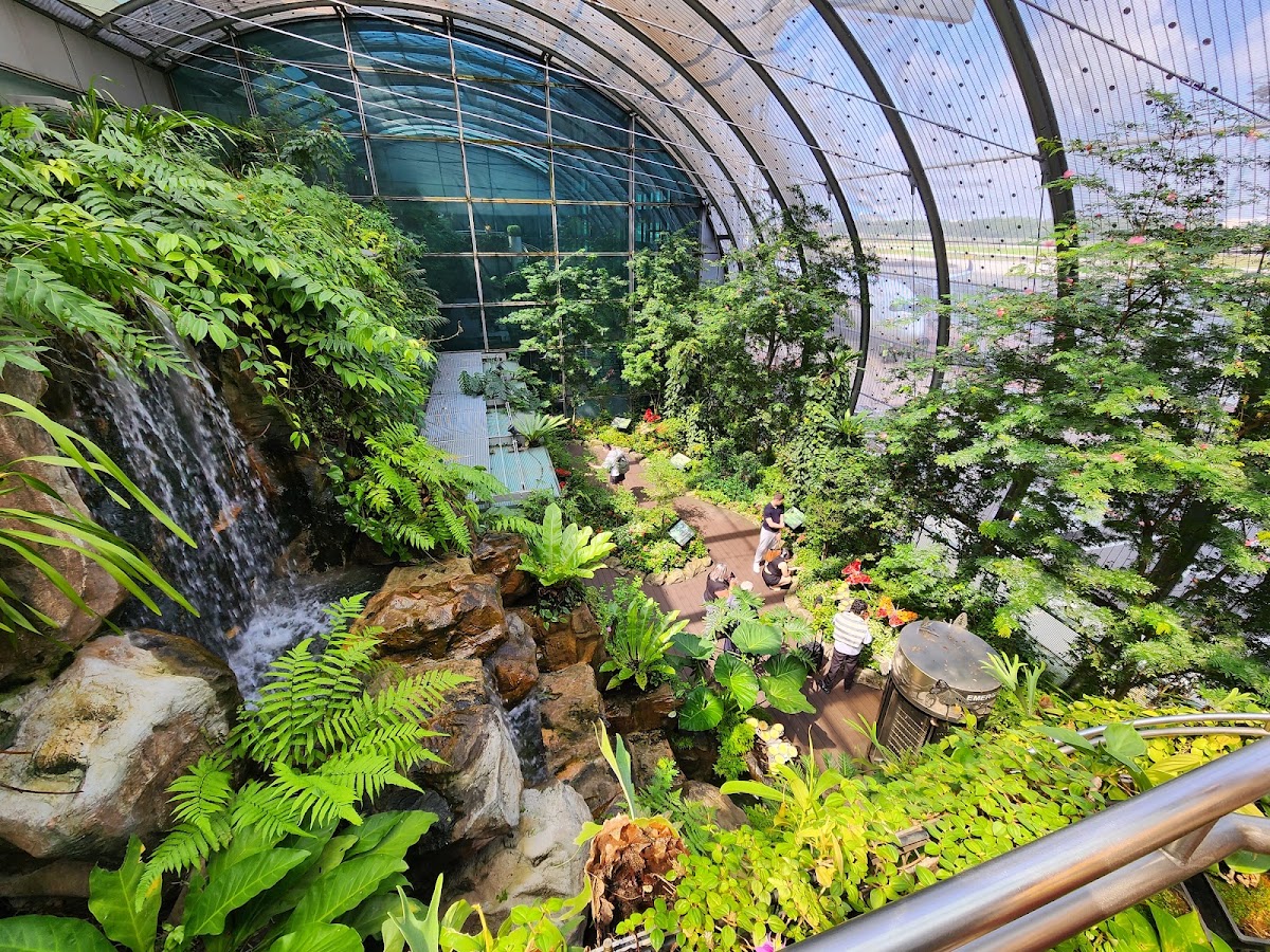 Butterfly Garden
