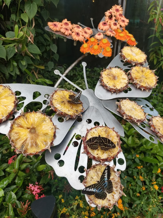Butterfly Garden photo 3