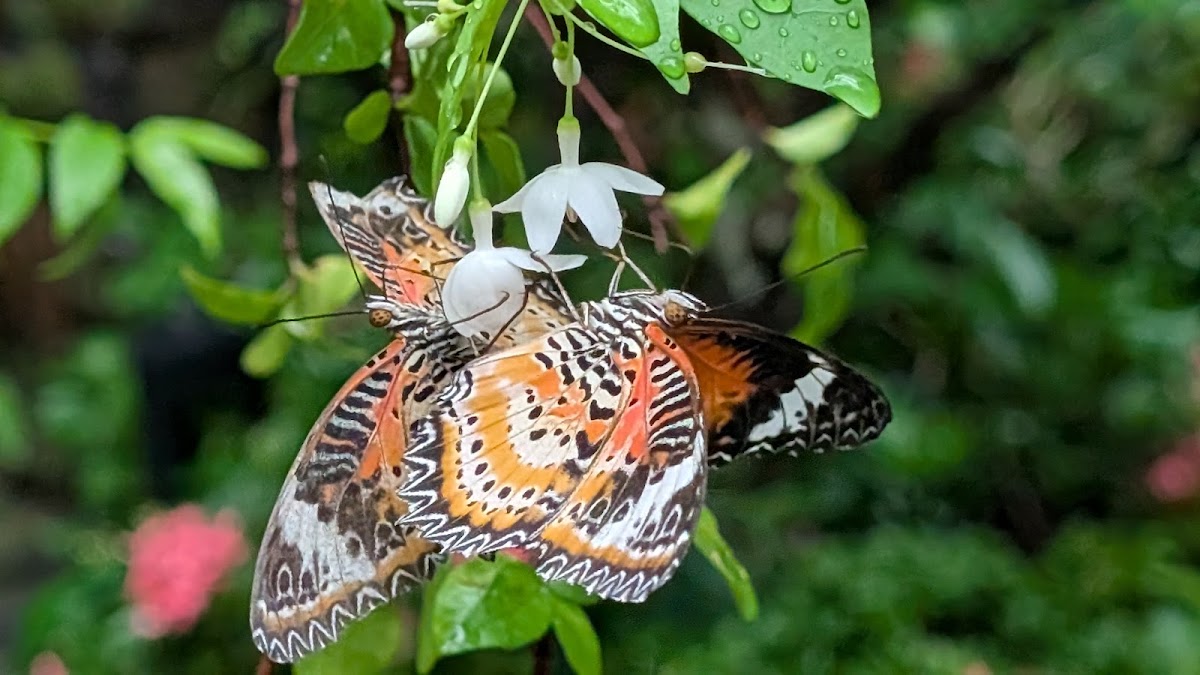 Butterfly Garden photo 5