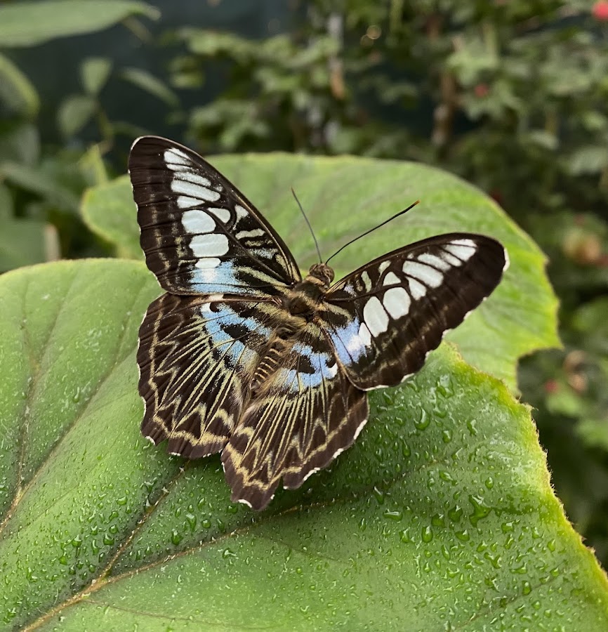 Butterfly Garden photo 6