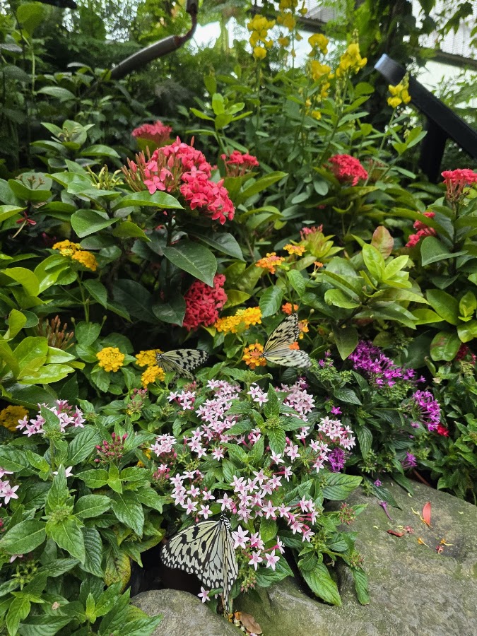 Butterfly Garden photo 8