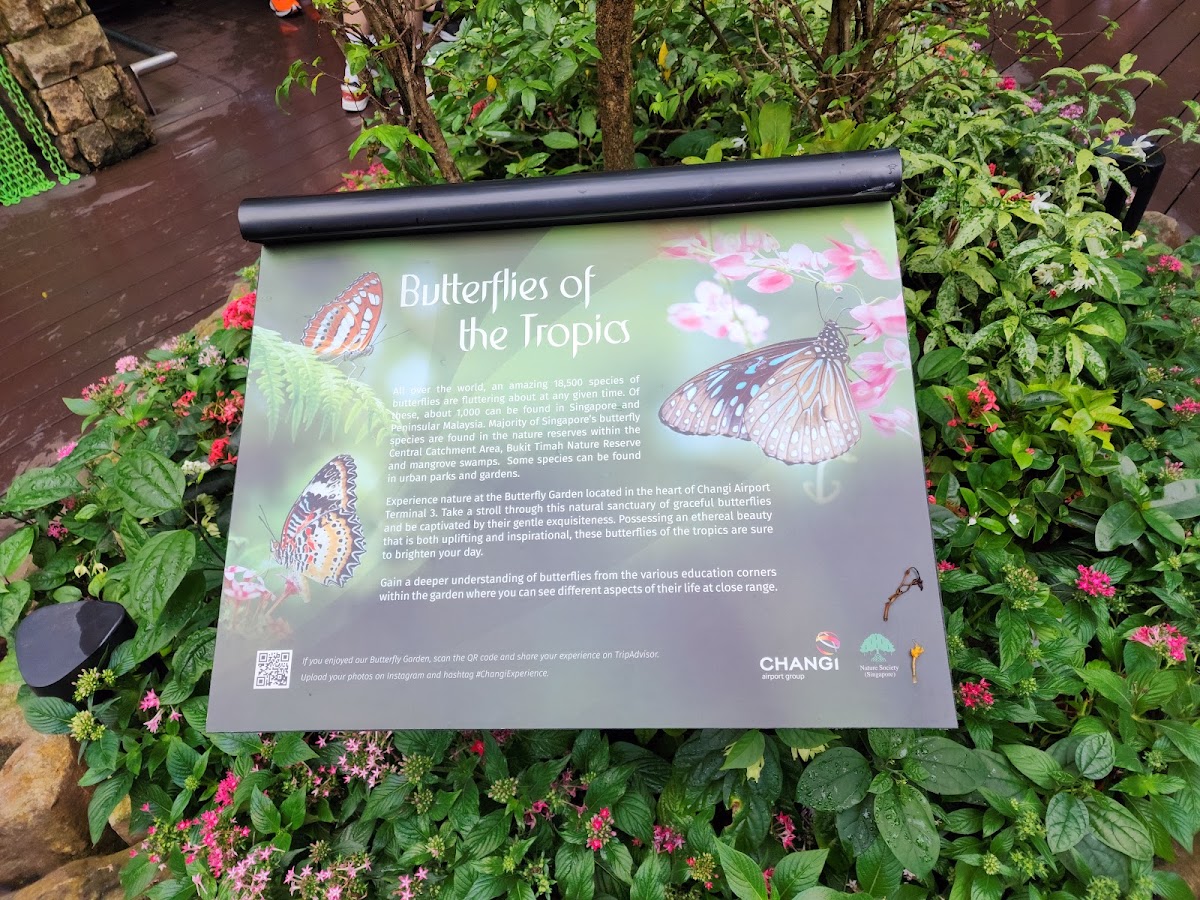 Butterfly Garden photo 9