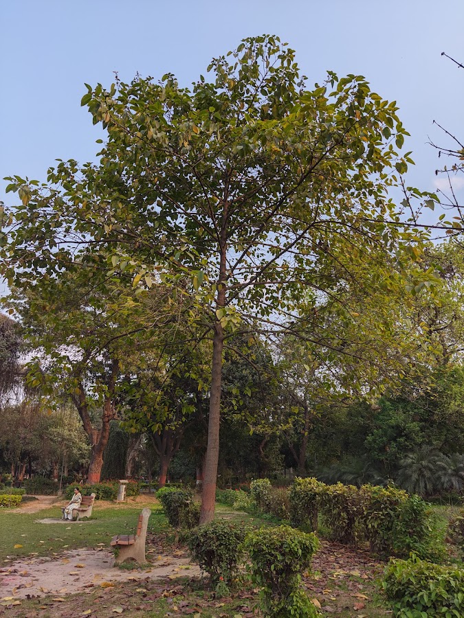 Roshanara Garden photo 8
