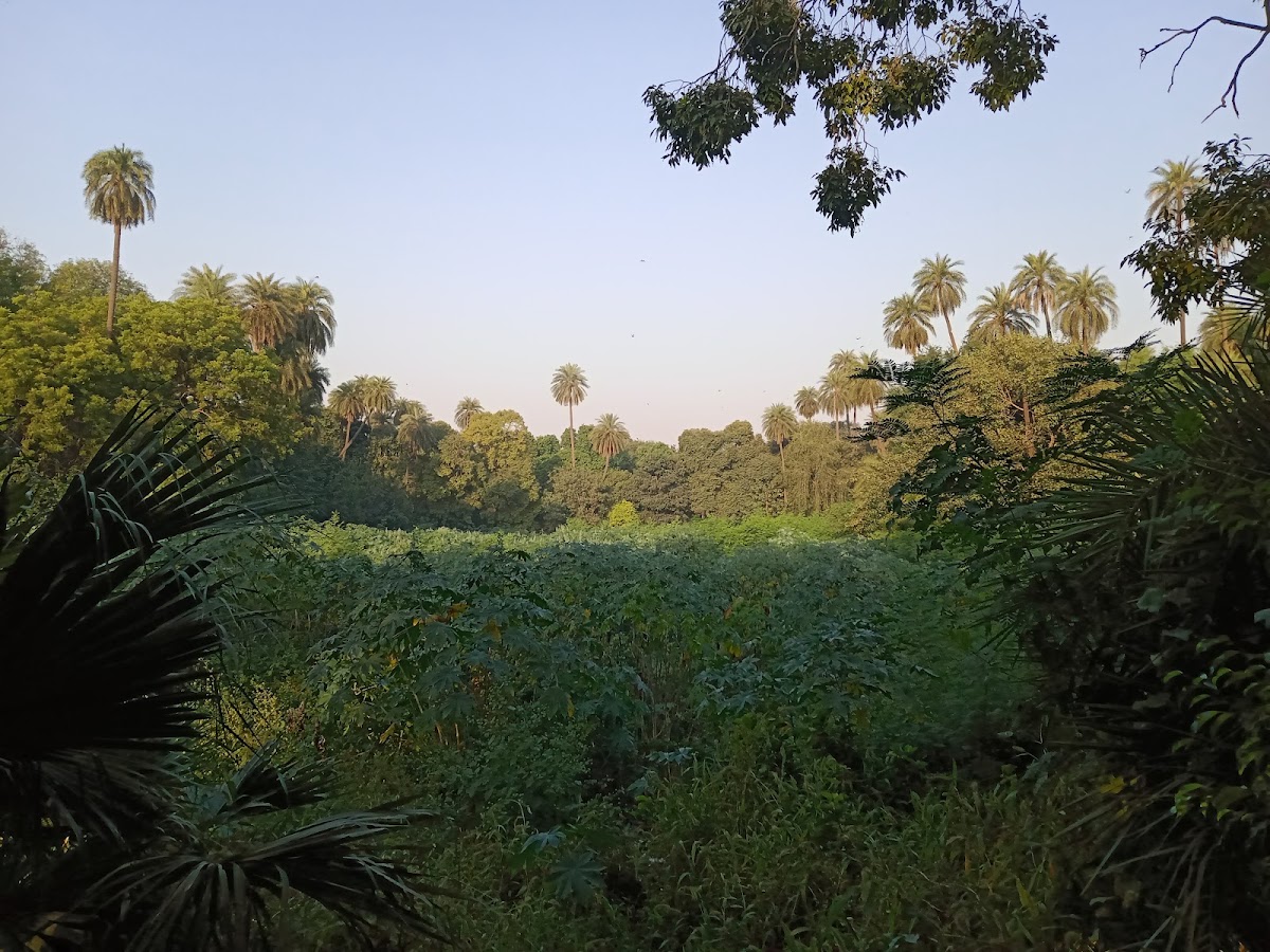 Roshanara Garden photo 9