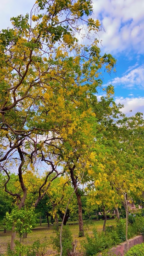 Roshanara Garden photo 10