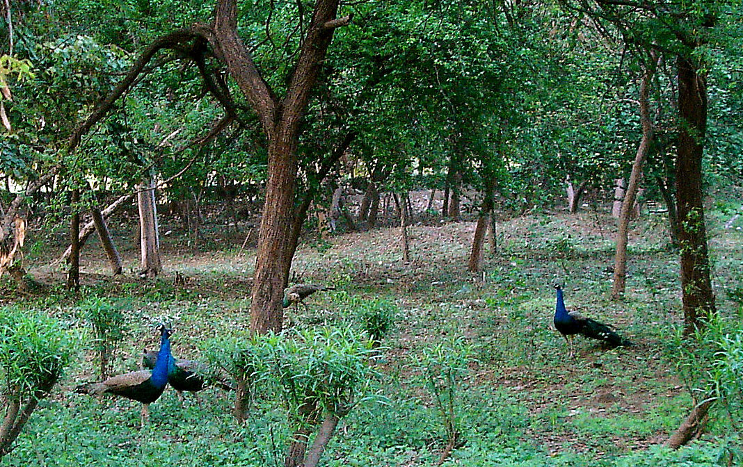 Pitampura District Park photo 2