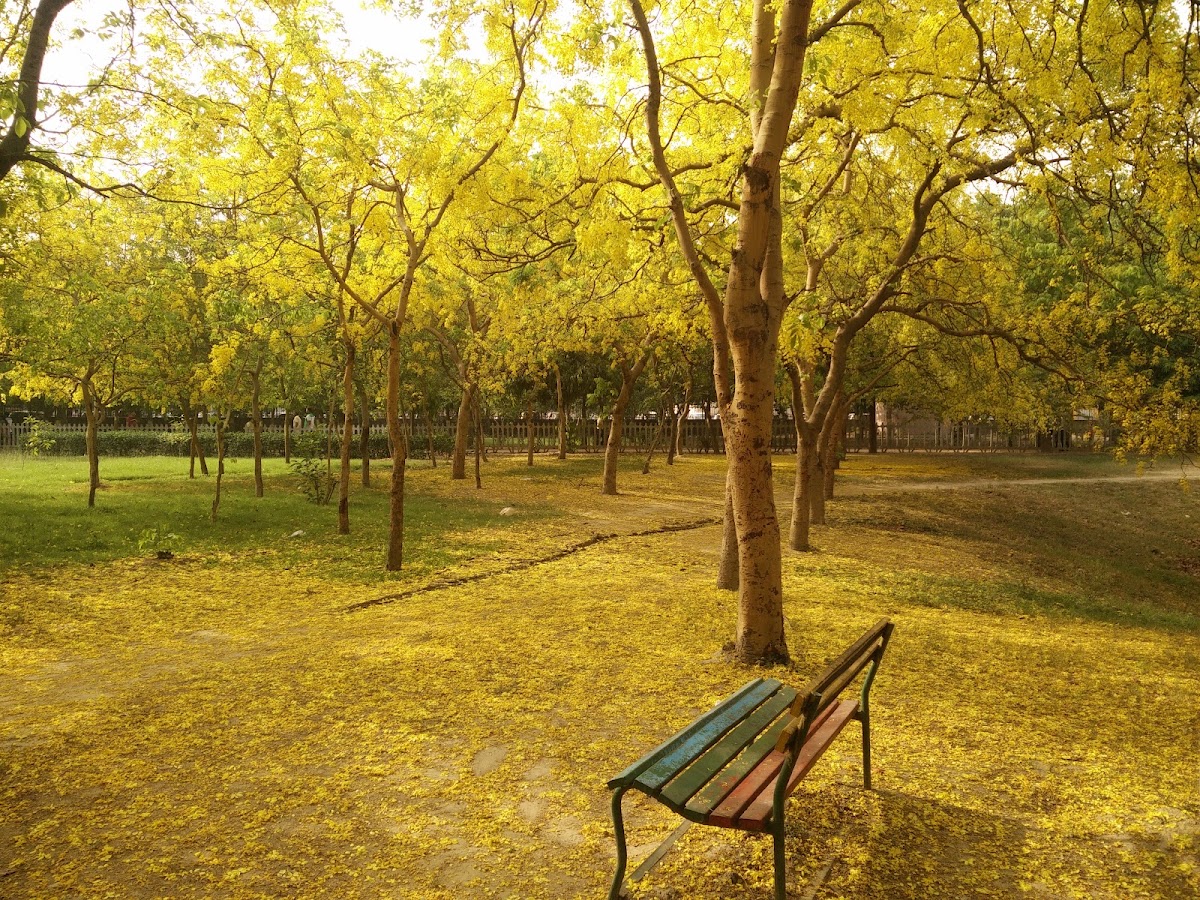 Pitampura District Park photo 7