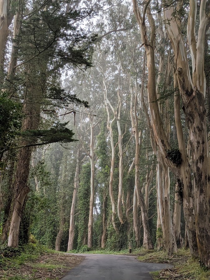San Bruno Mountain State Park photo 3