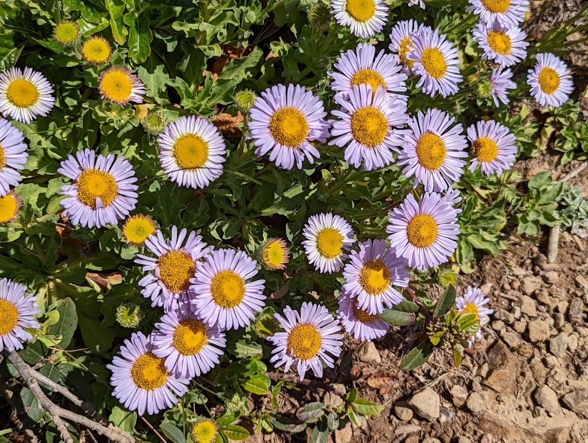 San Bruno Mountain State Park photo 4