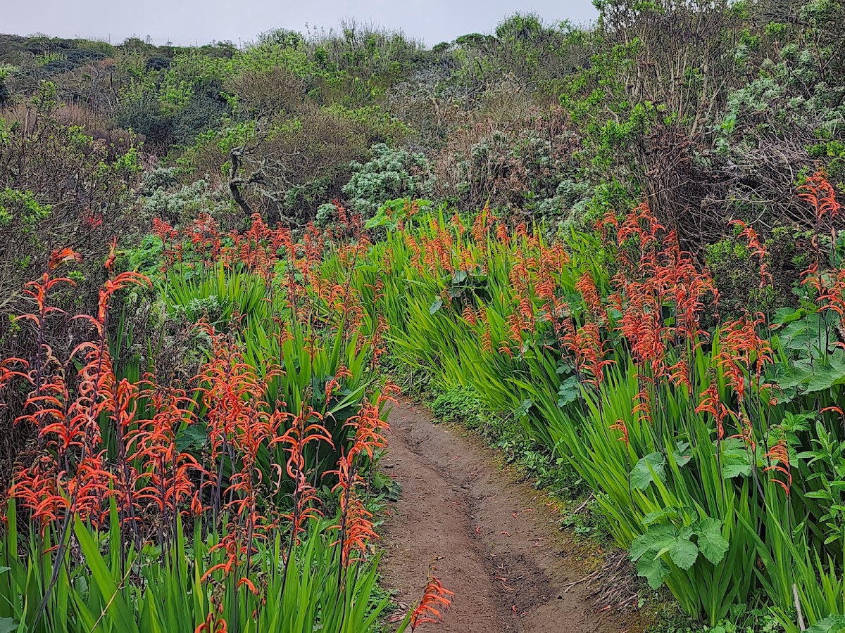 San Bruno Mountain State Park photo 9