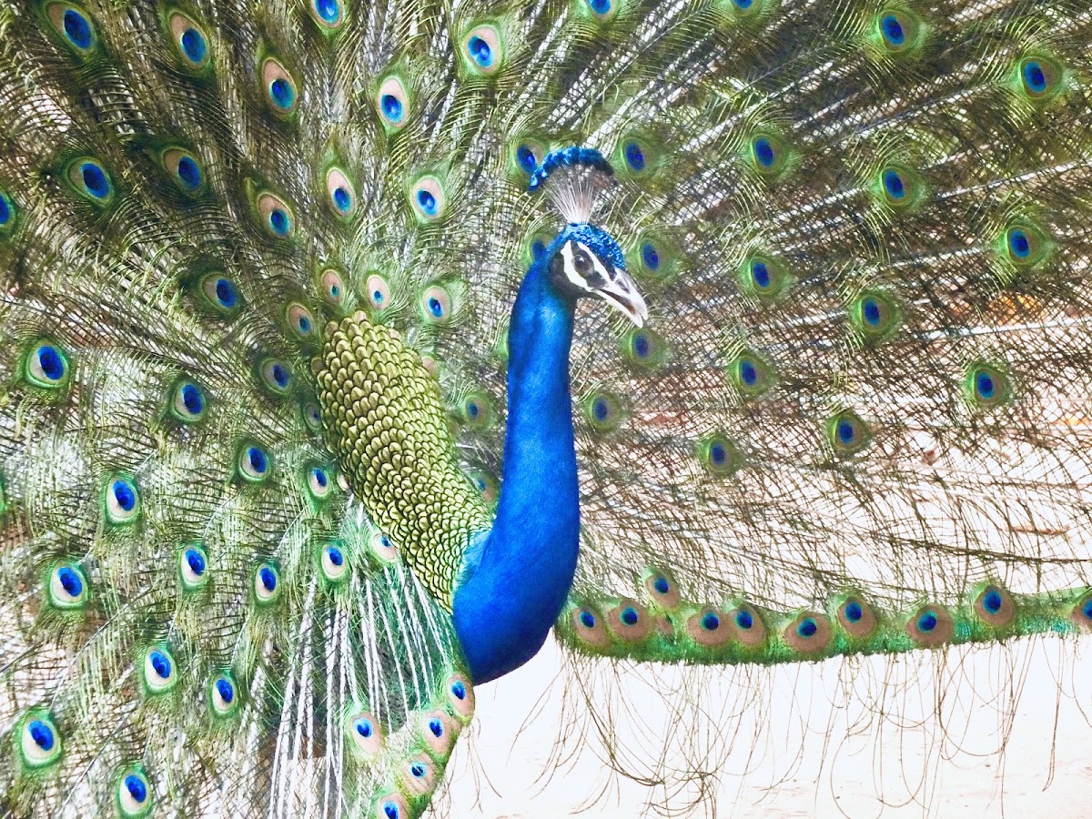 Sundarvan