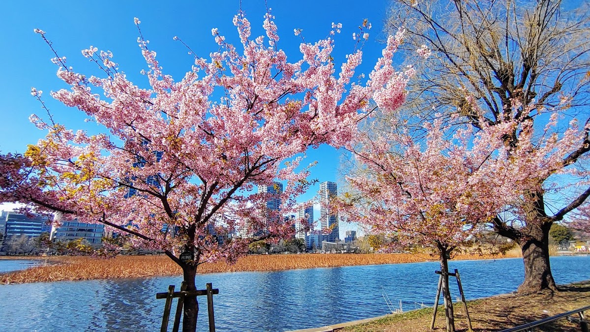 Ueno Park photo 7