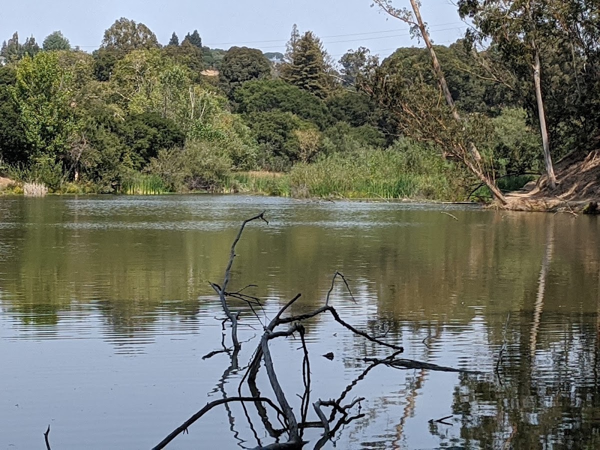 Don Castro Regional Recreation Area photo 8