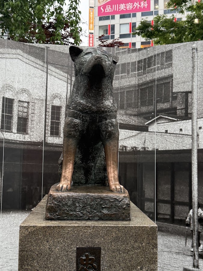 Hachiko Statue photo 8