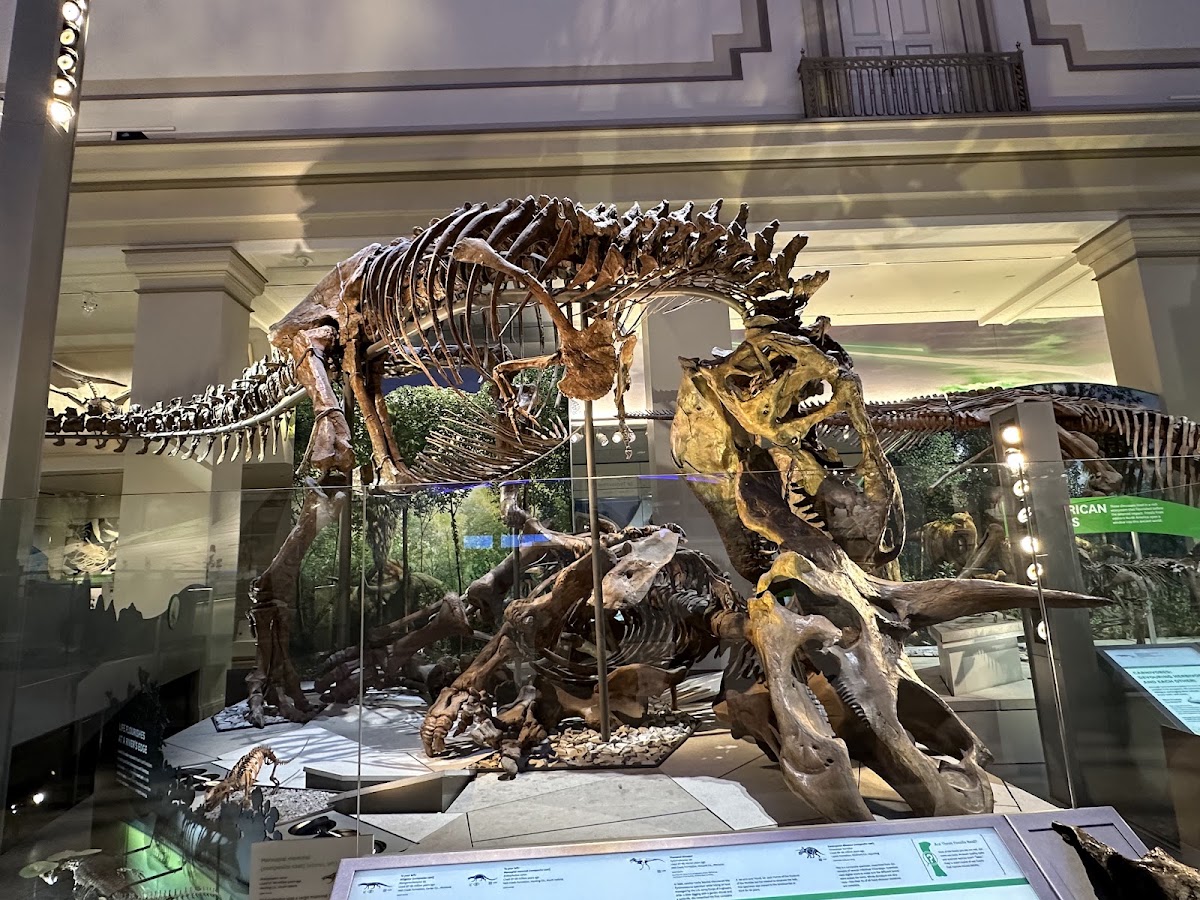 Smithsonian National Museum of Natural History photo 3
