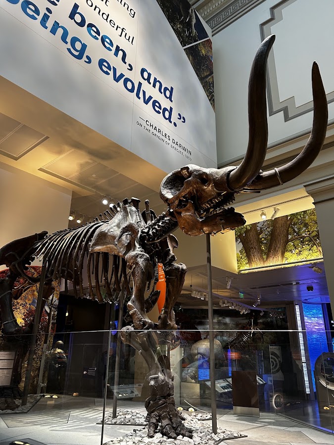 Smithsonian National Museum of Natural History photo 9