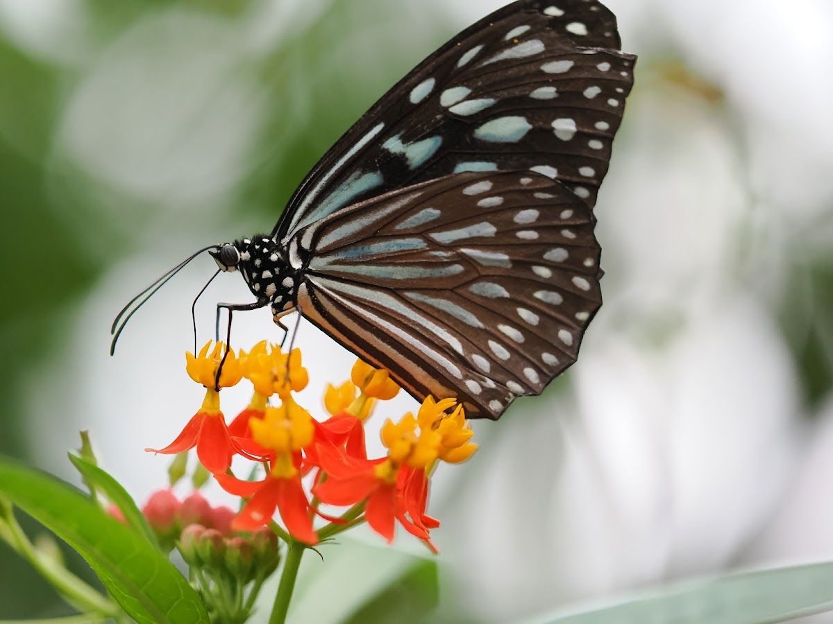 Adachi Park of Living Things photo 2
