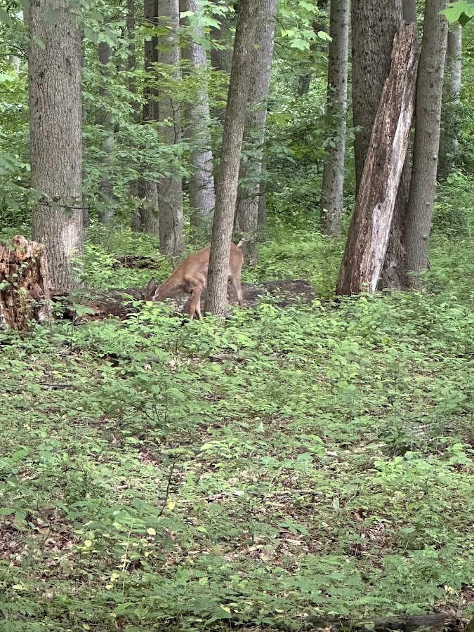 Nottoway Park photo 5