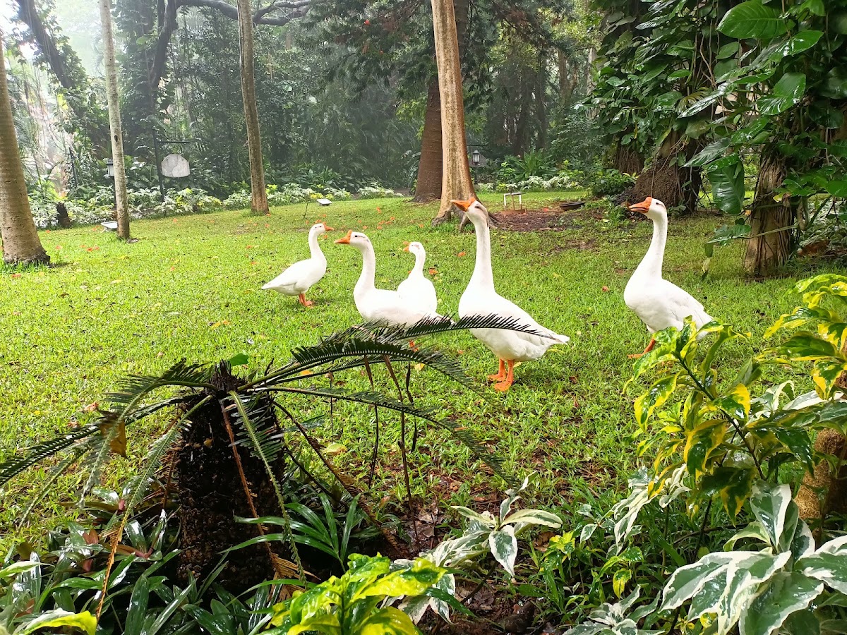 Taj West End, Bengaluru photo 7
